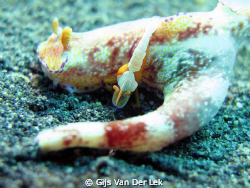 Shrimp by Gijs Van Der Lek 